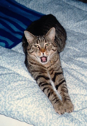 http://www.acts.org/roland/pepper/pepper.yawn3.jpg